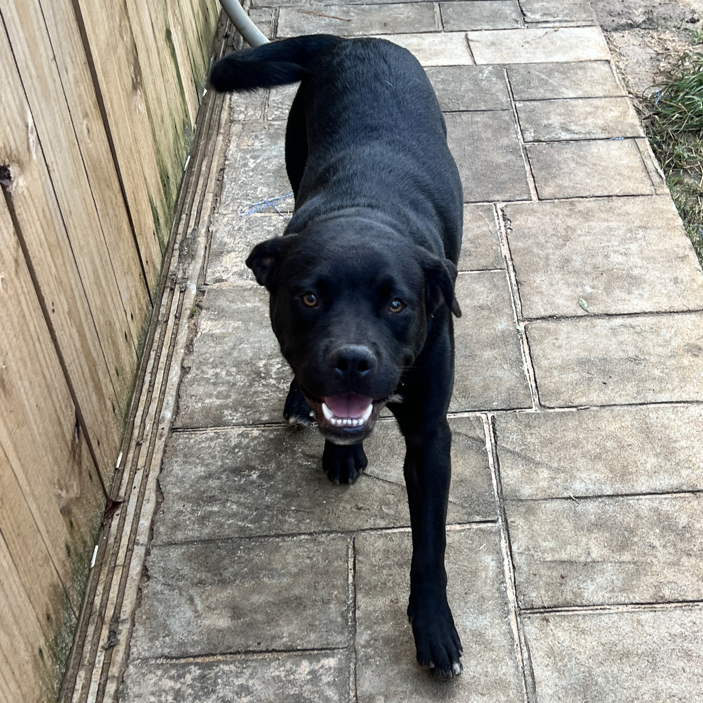 Sherry, a Adopted mixed breed in Leesburg, GA image 2/3