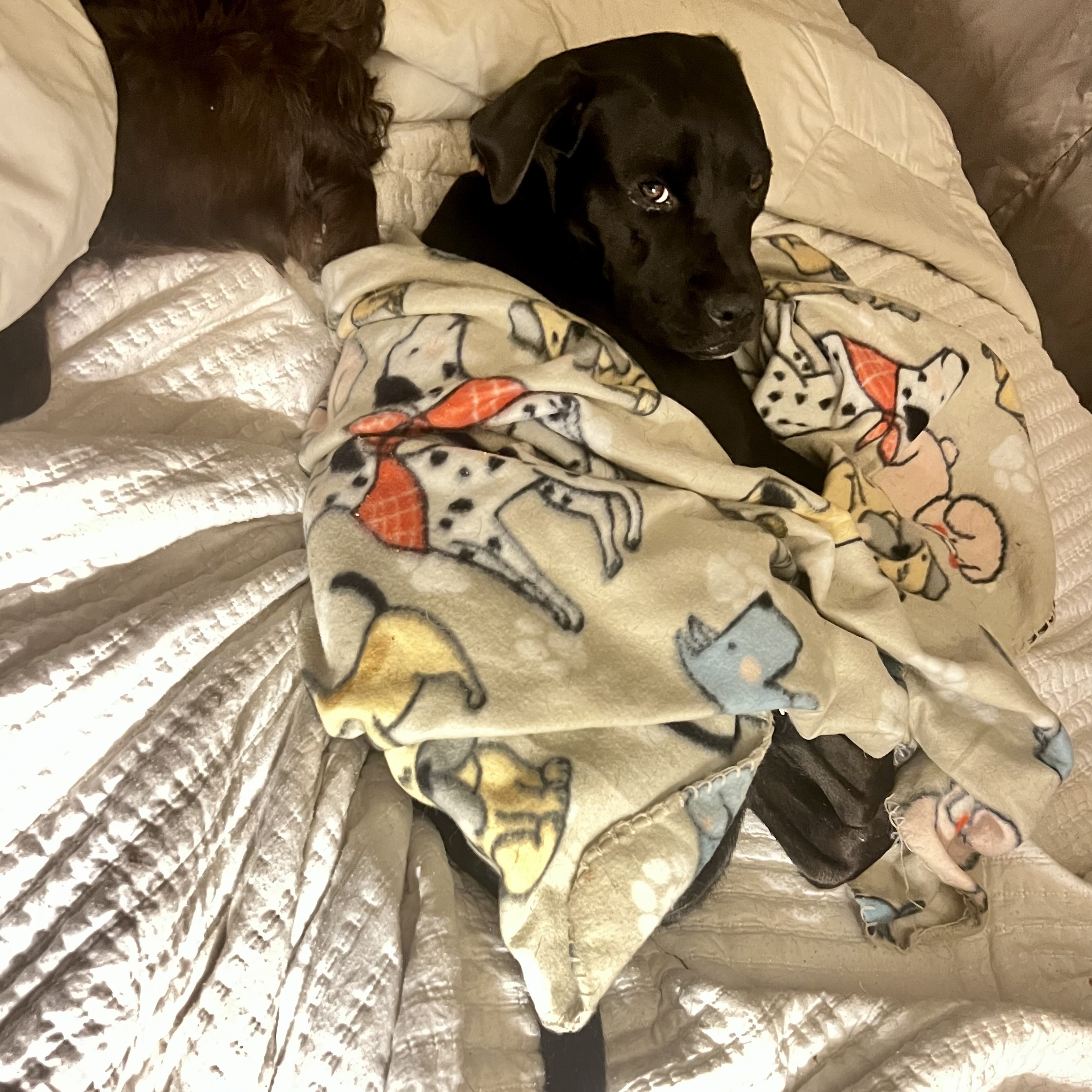 Sherry, Adopted, Young Female Shiba Inu & Chow Chow.