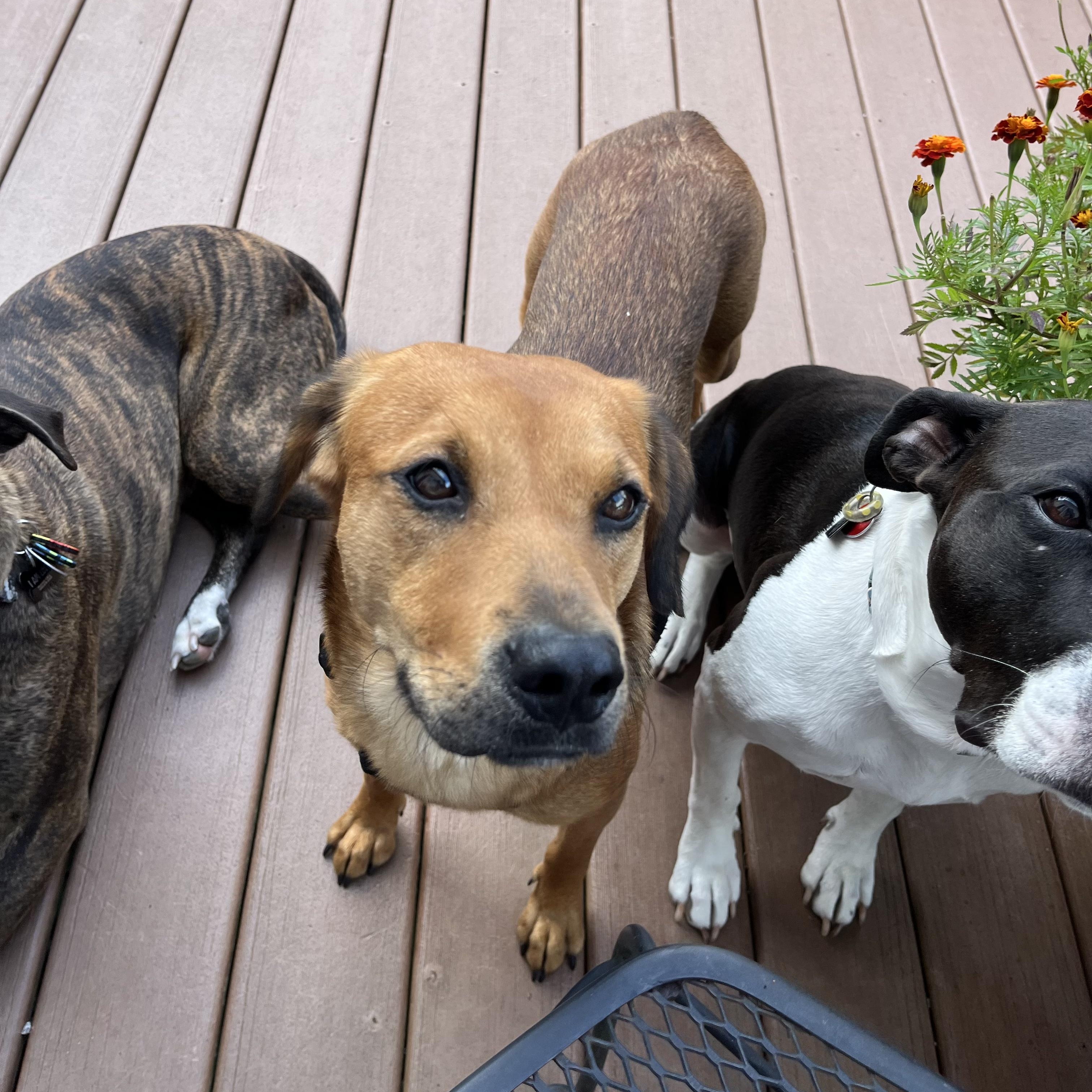 Enlarge Lady, a Adoptable mixed breed in Potomac, MD image 5/6