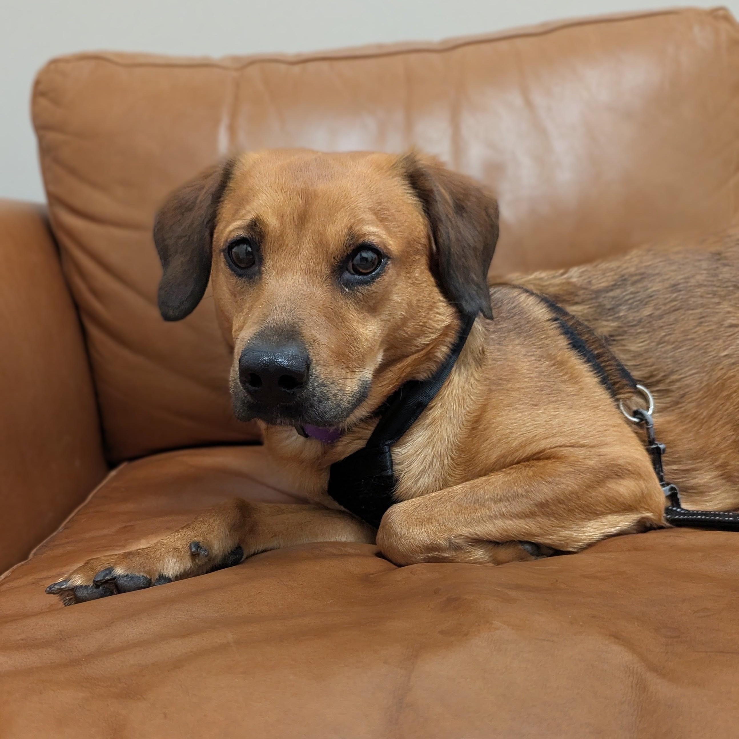Enlarge Lady, a Adoptable mixed breed in Potomac, MD image 3/6