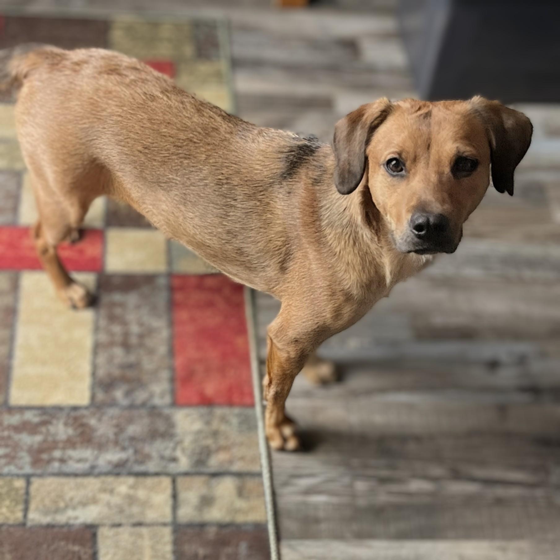 Enlarge Lady, a Adoptable mixed breed in Potomac, MD image 1/6