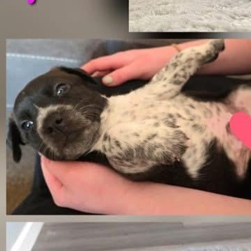 Enlarge Apollo the heeler mix puppy, a Adoptable mixed breed in Muskego, WI image 2/2