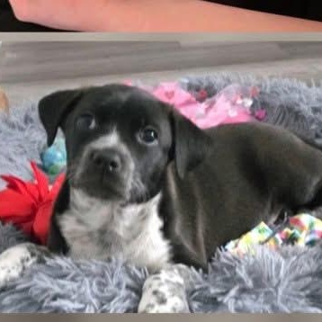 Enlarge Apollo the heeler mix puppy, a Adoptable mixed breed in Muskego, WI image 1/2