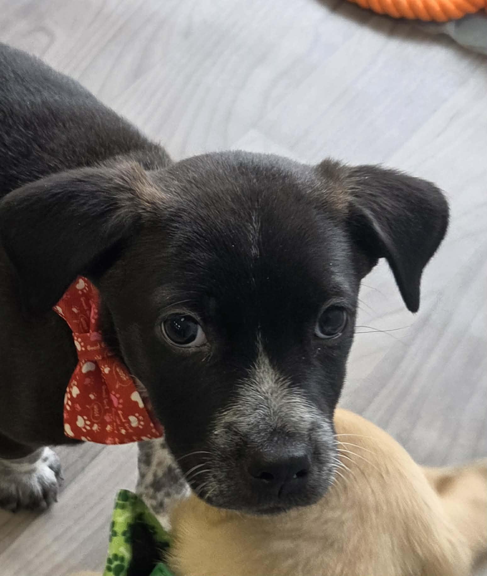 Enlarge Apollo the heeler mix puppy, a Adoptable mixed breed in Muskego, WI image 5/6