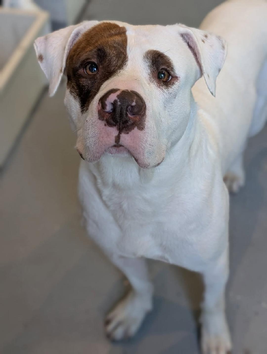 Petey, a Adoptable American Bulldog in Midland, MI image 1/3