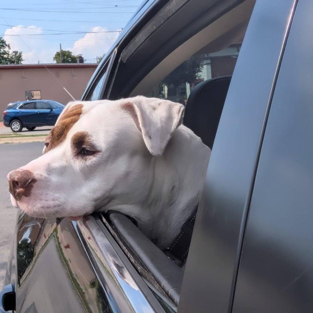 Petey, a Adoptable American Bulldog in Midland, MI image 2/3