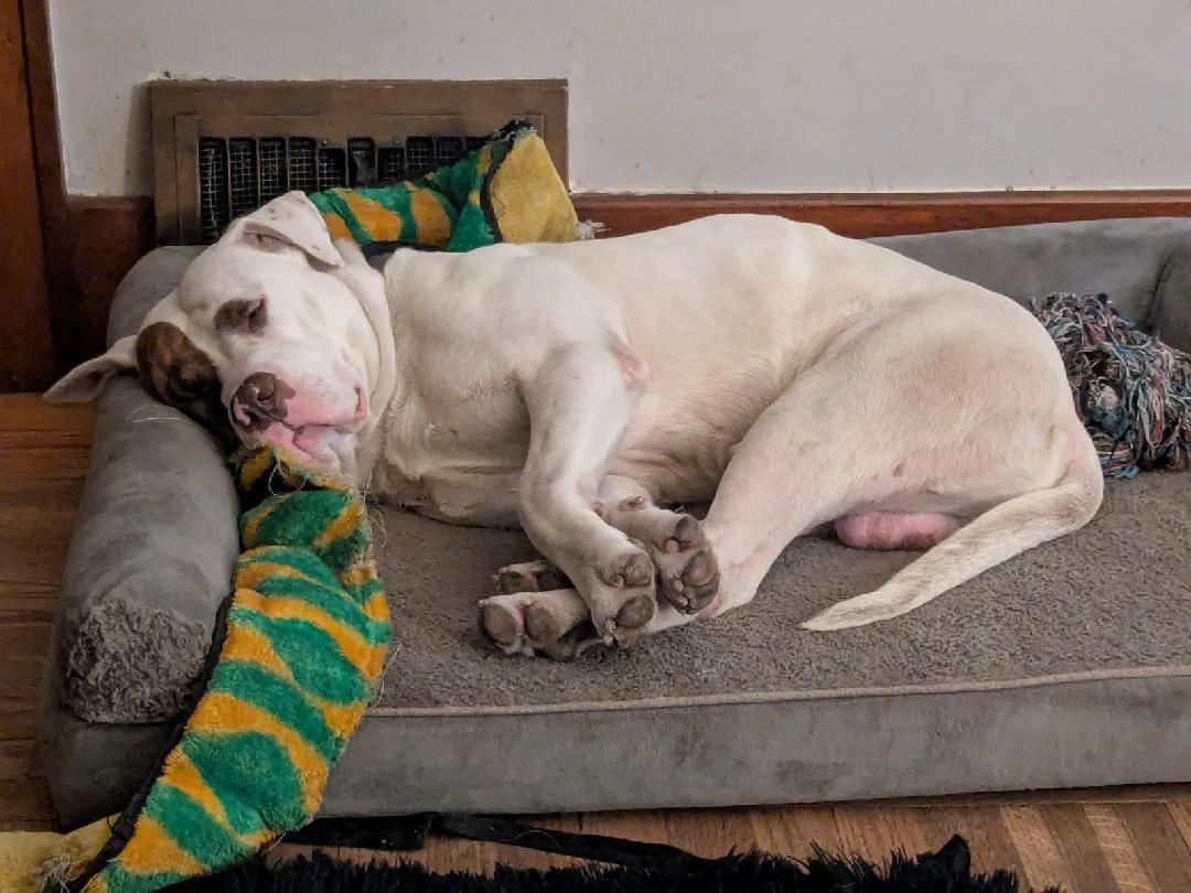 Petey, a Adoptable American Bulldog in Midland, MI image 3/3