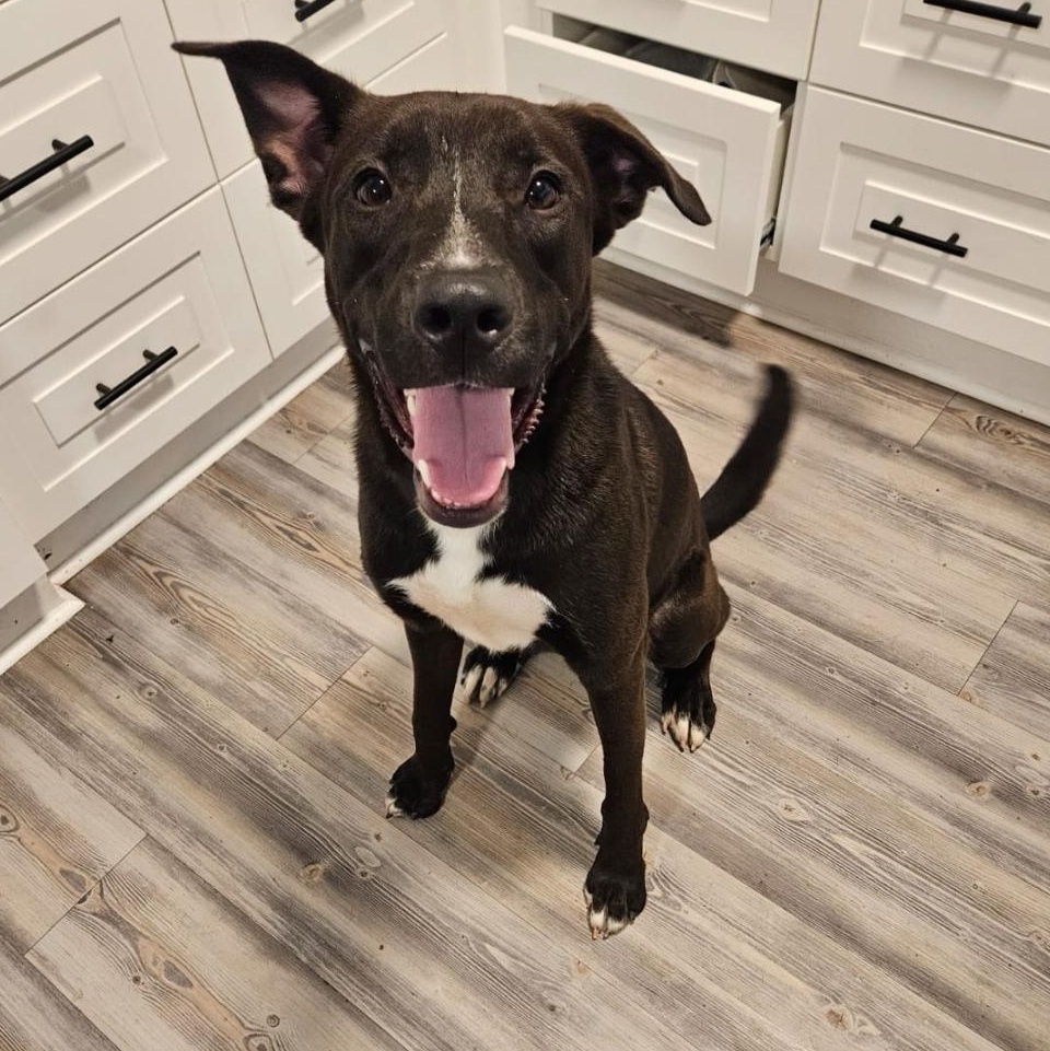 Enlarge Cole, a Adoptable mixed breed in Brattleboro , VT image 4/5