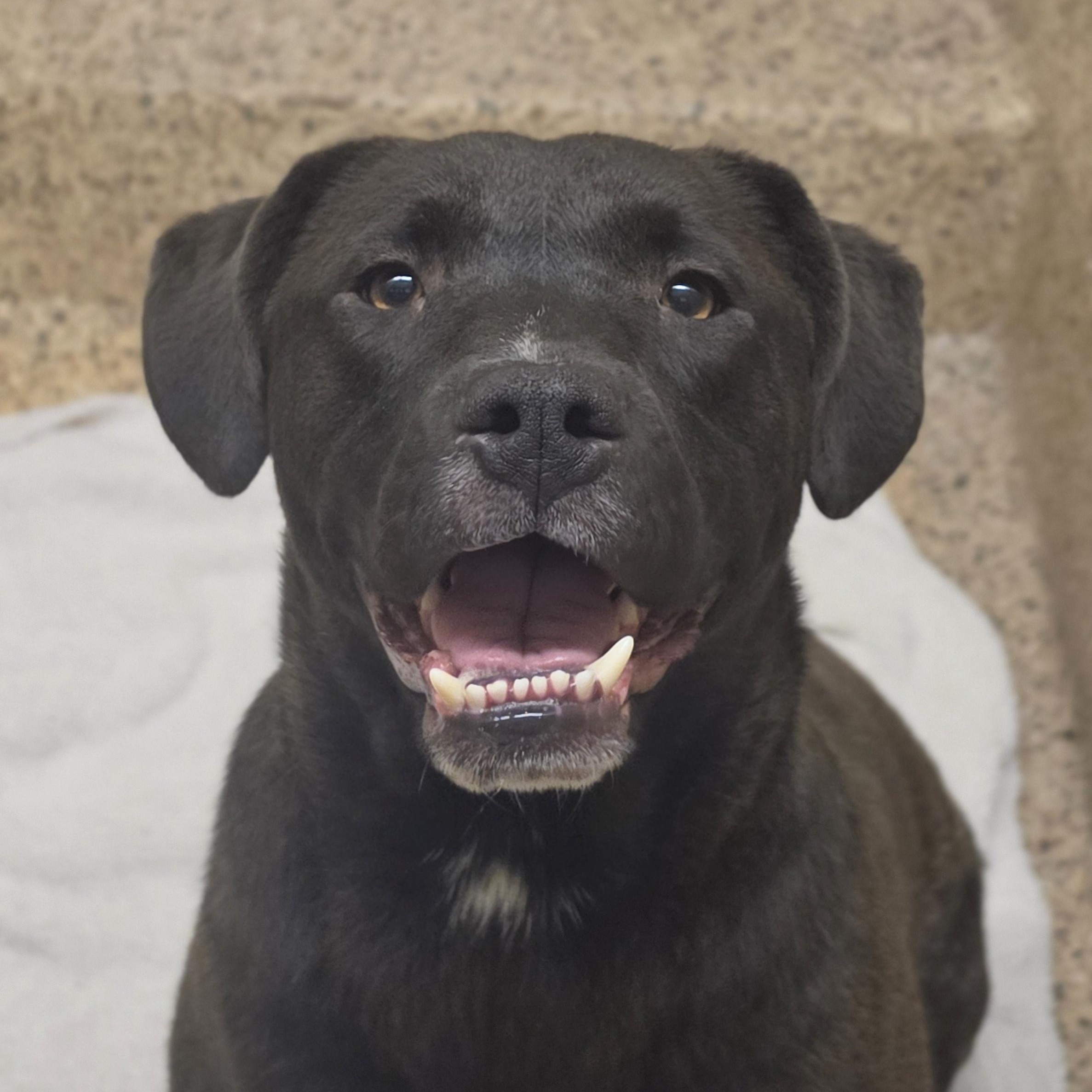 Coal 57747, adopted, Adult Male Labrador Retriever.