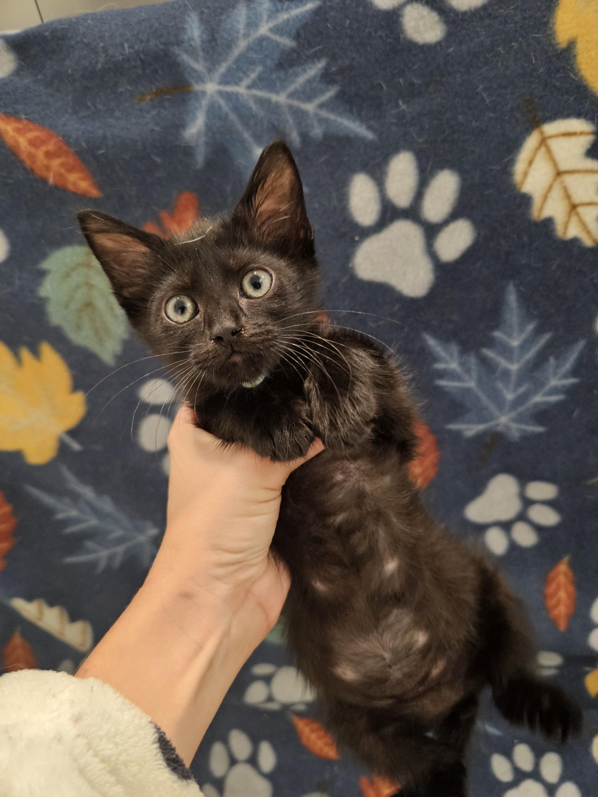 Possum, an adopted mixed breed in Baker, LA image 3/4