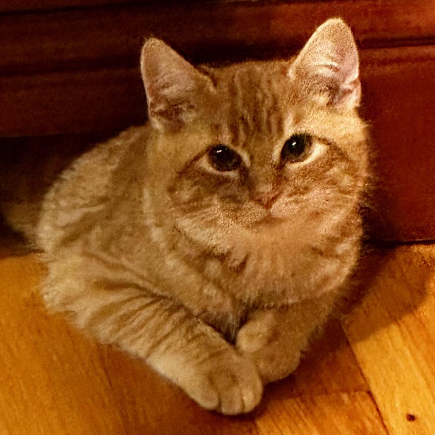 Enlarge Sweet Potato (M), an adopted mixed breed in East Brunswick, NJ image 2/3