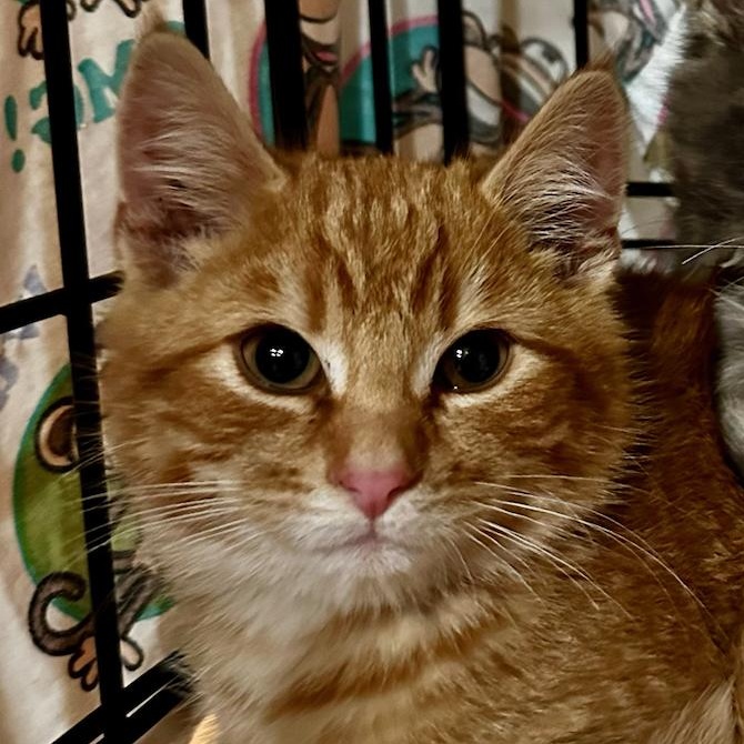 Sweet Potato (M), Adoptable, Kitten Male Tabby & Domestic Short Hair.