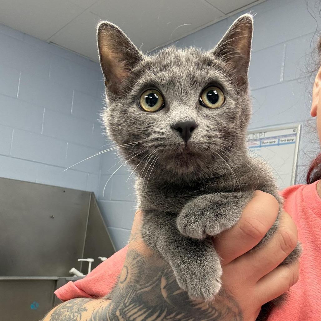 Enlarge Sissy, a Adoptable Domestic Short Hair in Martinsville, VA image 1/1