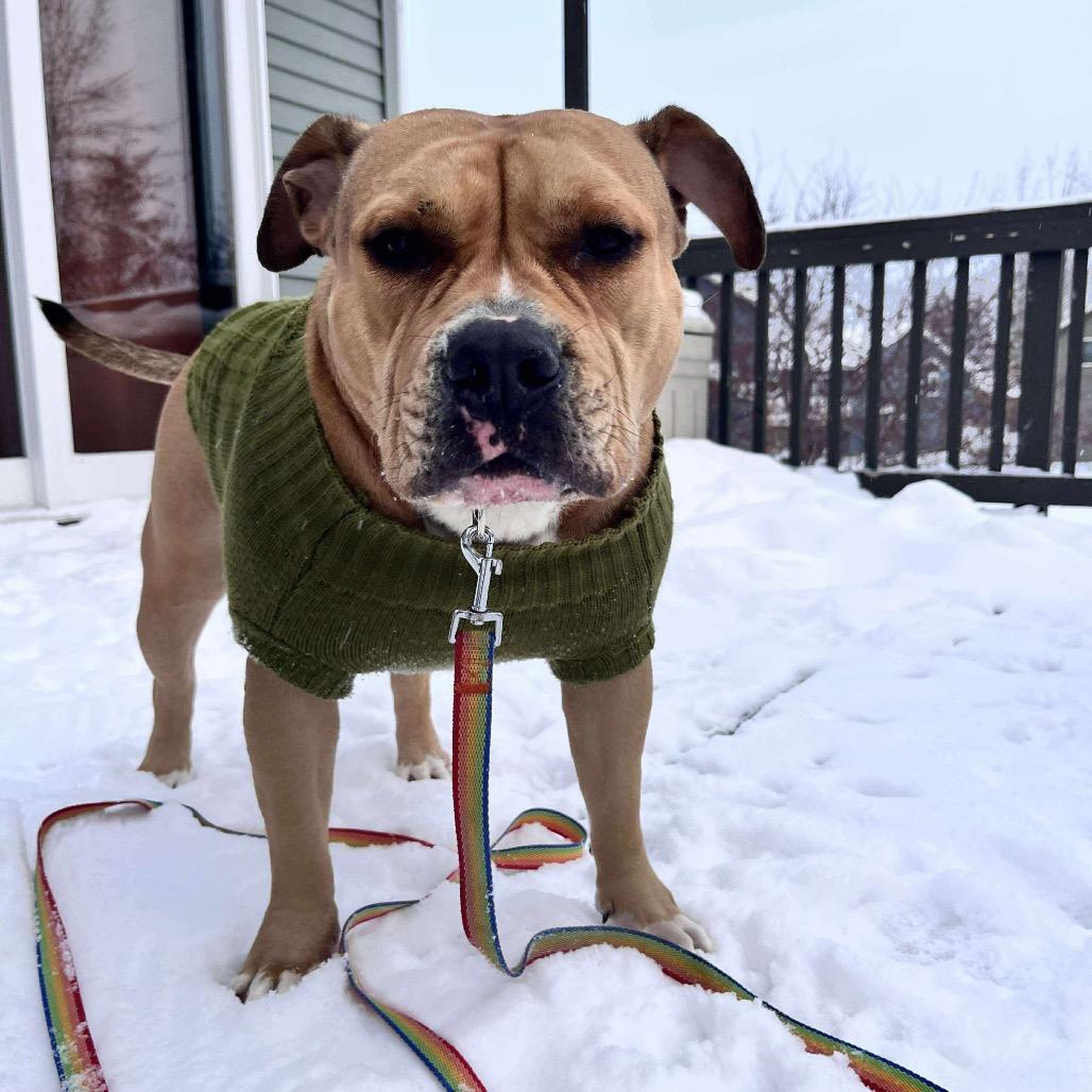 Baby D, a Adoptable mixed breed in Wadena, MN image 1/6