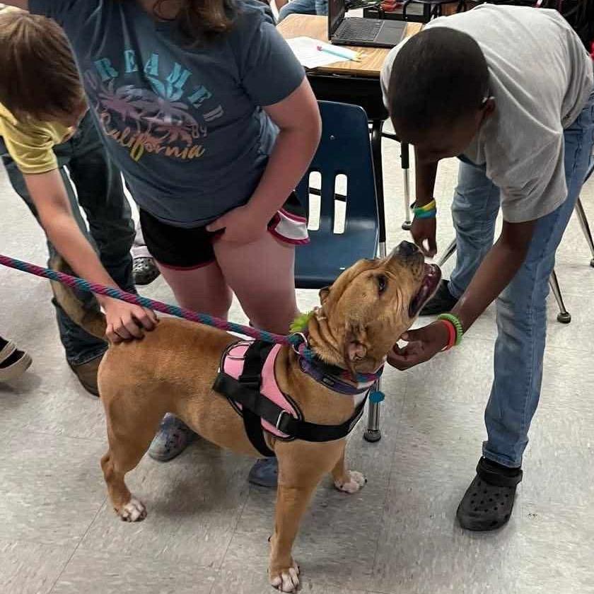Baby D, a Adoptable mixed breed in Wadena, MN image 2/6