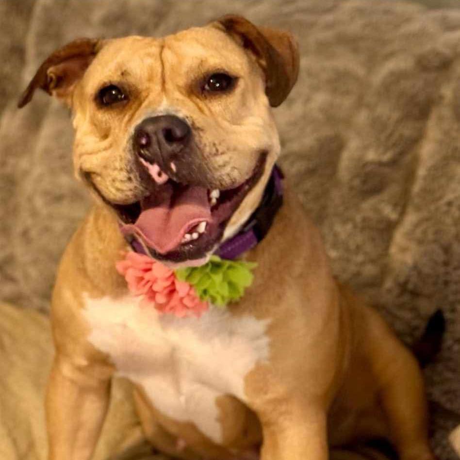 Baby D, a Adoptable mixed breed in Wadena, MN image 5/6