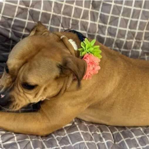 Baby D, a Adoptable mixed breed in Wadena, MN image 6/6