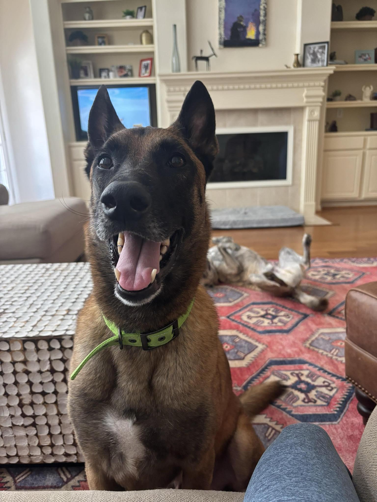 Panda, Adult Male Belgian Shepherd / Malinois
