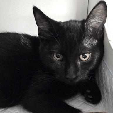 Enlarge Mittens the Kittens, a Adoptable mixed breed in Voorhees, NJ image 1/1