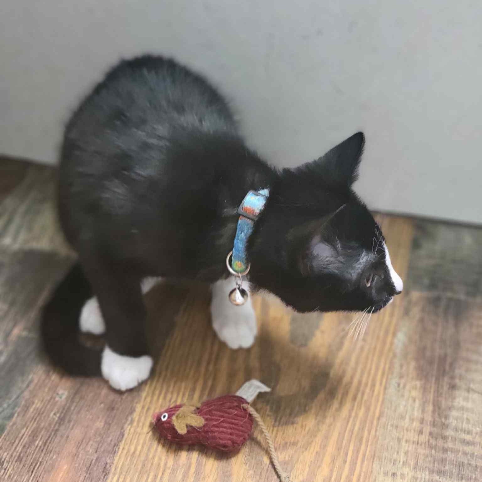 Little Ricky