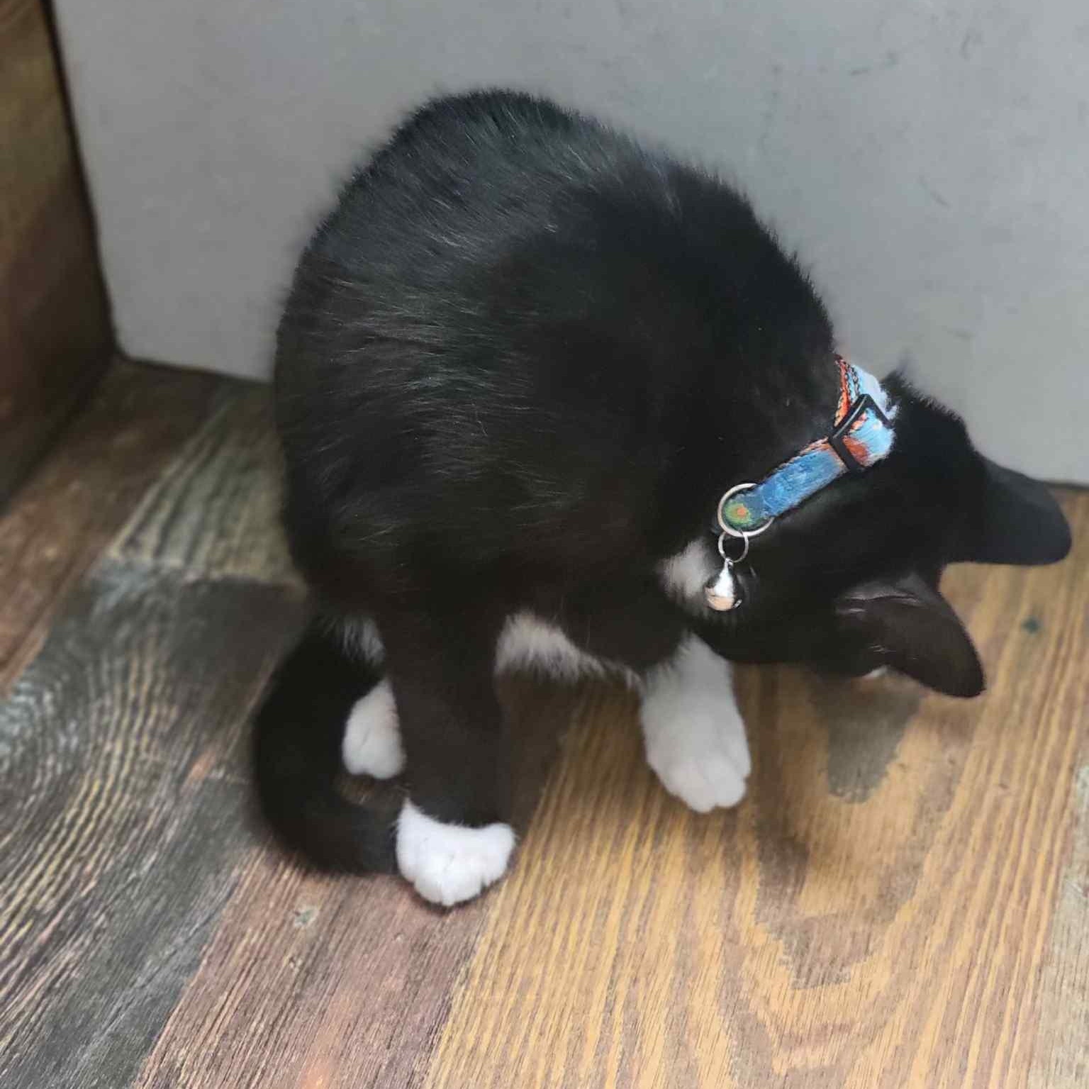 Little Ricky