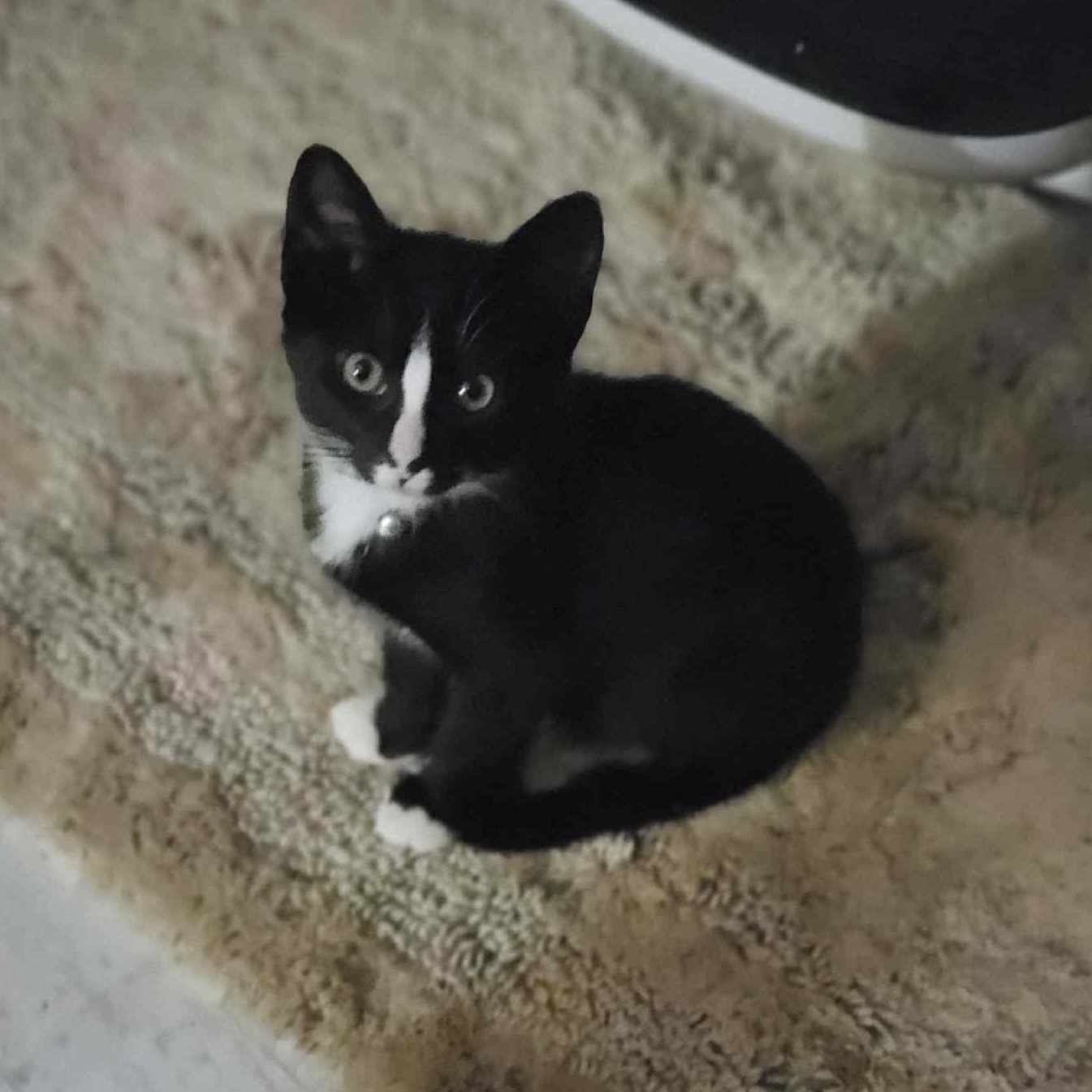 Little Ricky 1