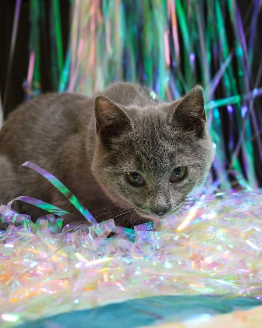 Duchess Georgette Purrney of Catonia, ADOPTABLE, Kitten Female Domestic Short Hair.