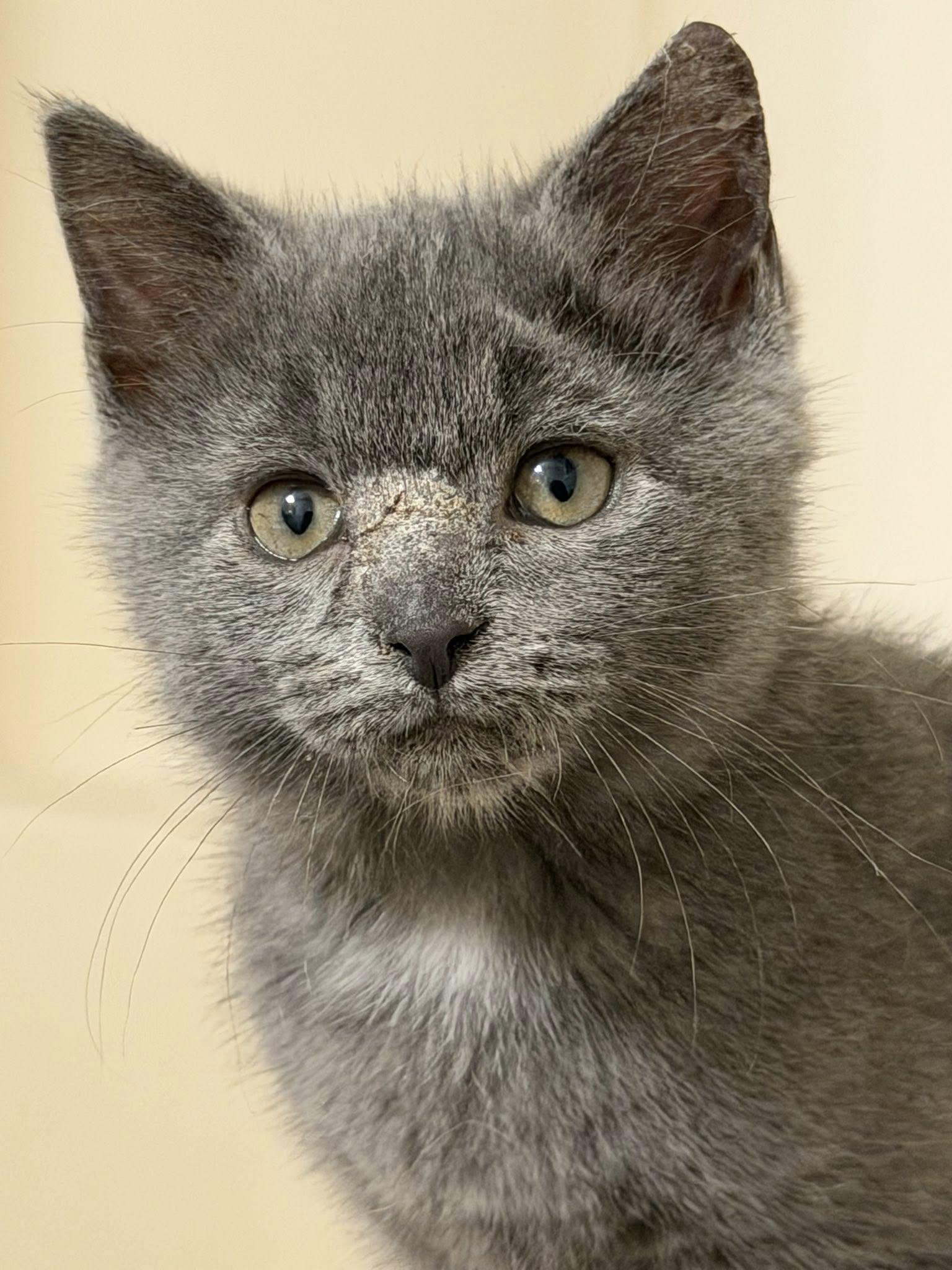 Duchess Georgette Purrney of Catonia, ADOPTABLE, Kitten Female Domestic Short Hair.