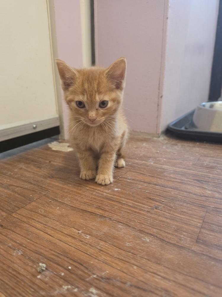 Enlarge Ben, a Adoptable Domestic Short Hair in Wild Rose, WI image 2/5