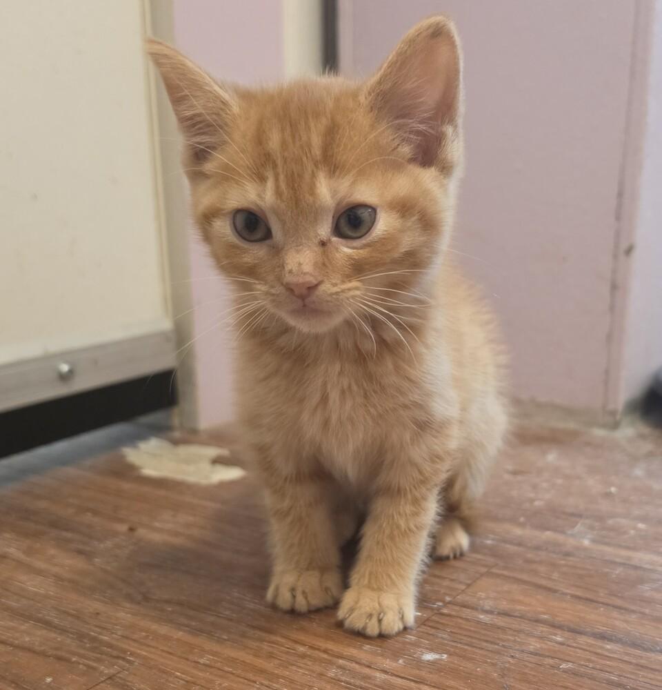 Enlarge Ben, a Adoptable Domestic Short Hair in Wild Rose, WI image 3/5