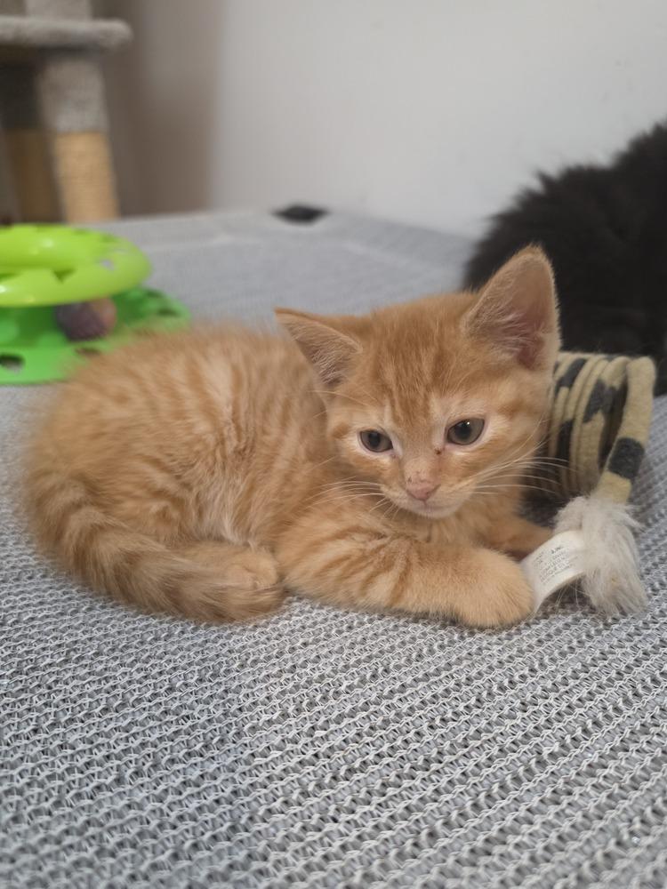 Enlarge Ben, a Adoptable Domestic Short Hair in Wild Rose, WI image 4/5