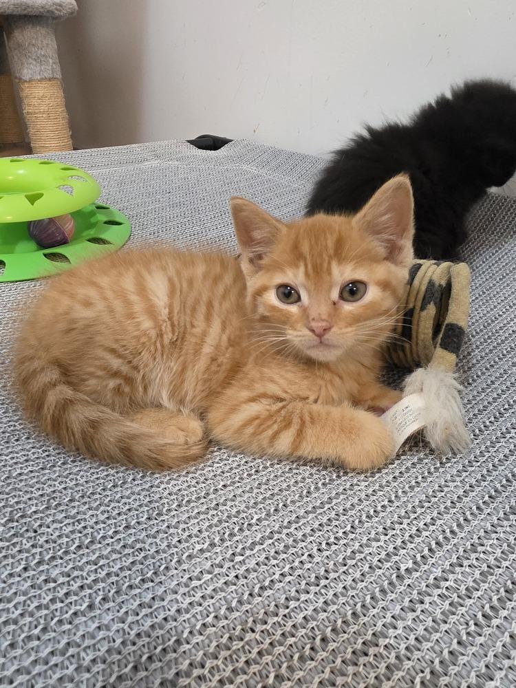 Enlarge Ben, a Adoptable Domestic Short Hair in Wild Rose, WI image 5/5