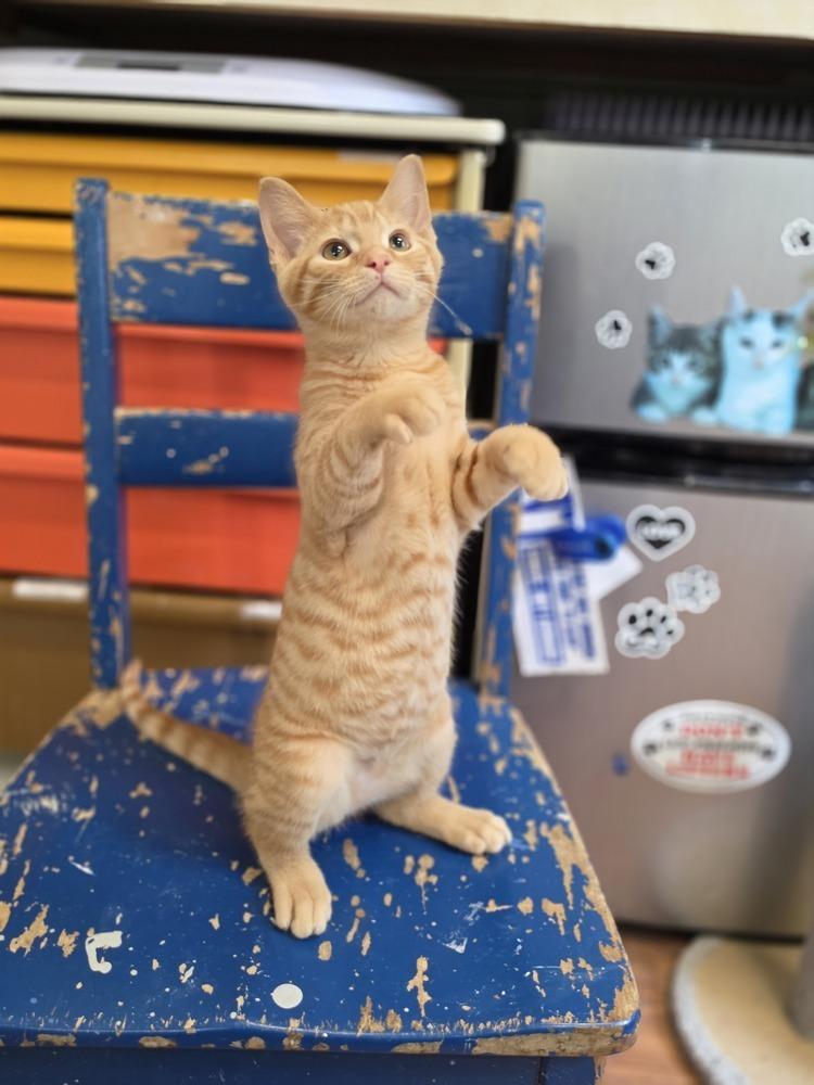 Ben, Adoptable, Young Male Domestic Short Hair.