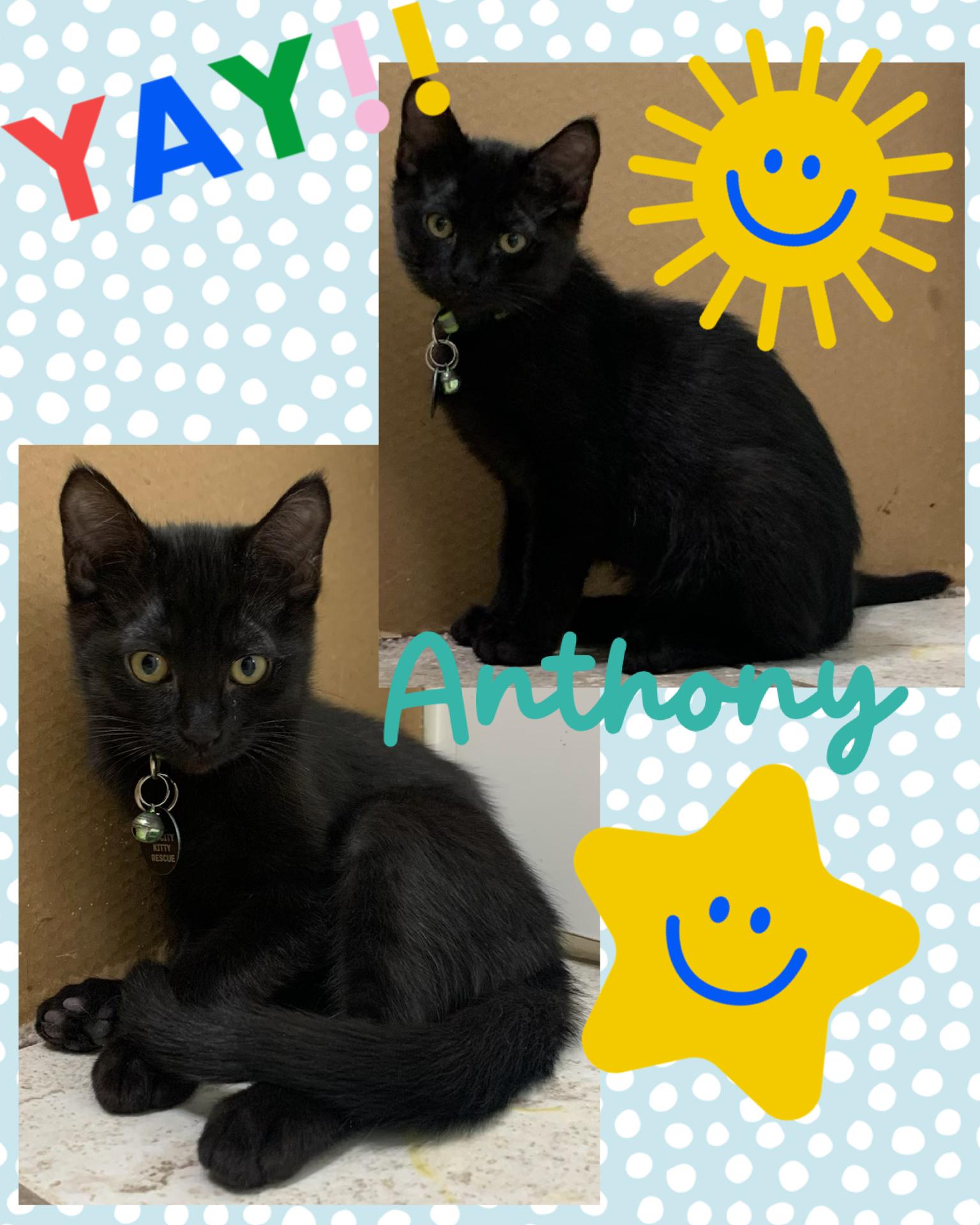 Enlarge Anthony, an adopted Domestic Short Hair in Pasco, WA image 6/6