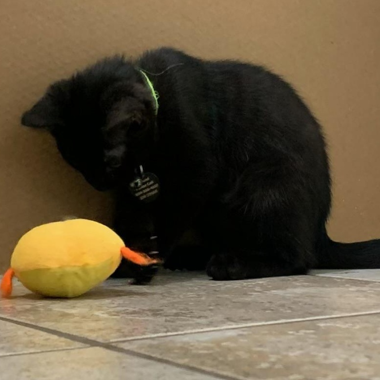 Enlarge Anthony, an adopted Domestic Short Hair in Pasco, WA image 4/6