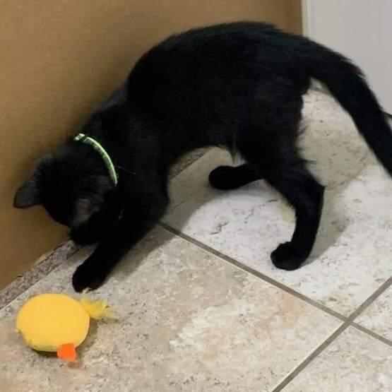 Enlarge Anthony, an adopted Domestic Short Hair in Pasco, WA image 2/6
