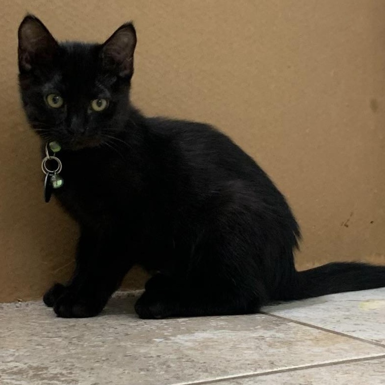 Enlarge Anthony, an adopted Domestic Short Hair in Pasco, WA image 1/6