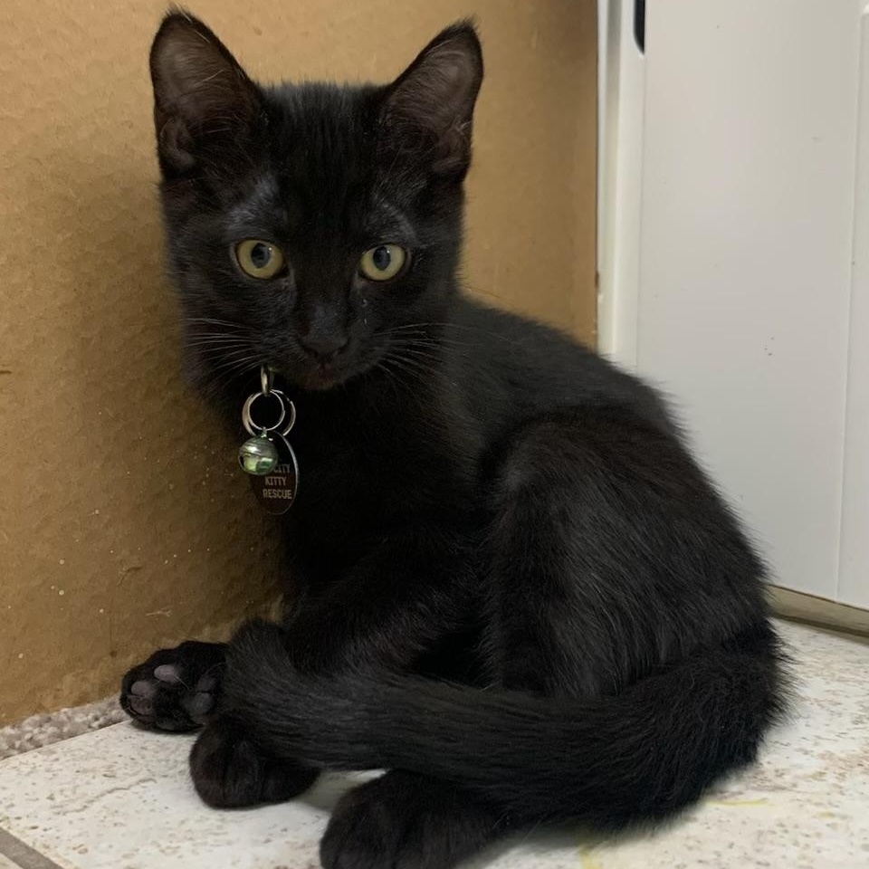 Enlarge Anthony, an adopted Domestic Short Hair in Pasco, WA image 5/6