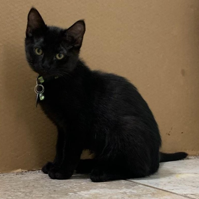 Enlarge Anthony, an adopted Domestic Short Hair in Pasco, WA image 3/6