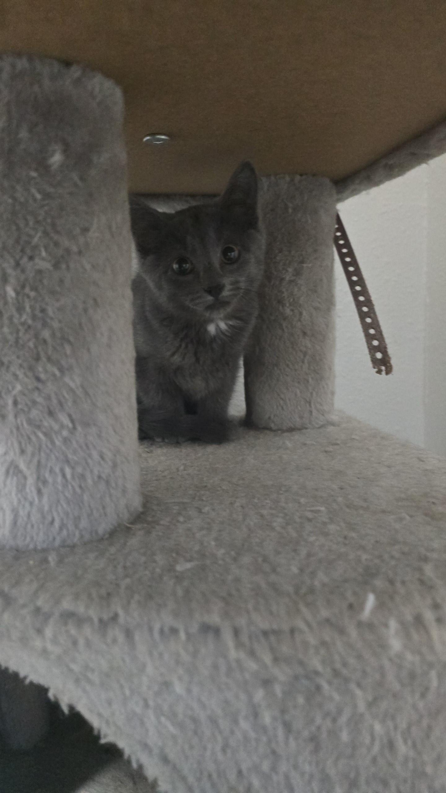 Enlarge Claire, an adopted Domestic Short Hair in Iowa Falls, IA image 1/1