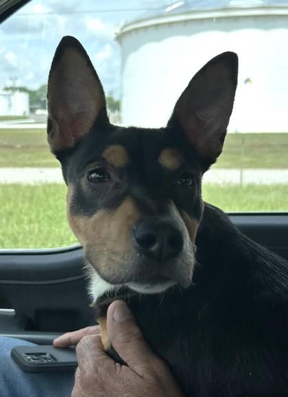 Mary, Adoptable, Young Female Terrier & Mixed Breed.