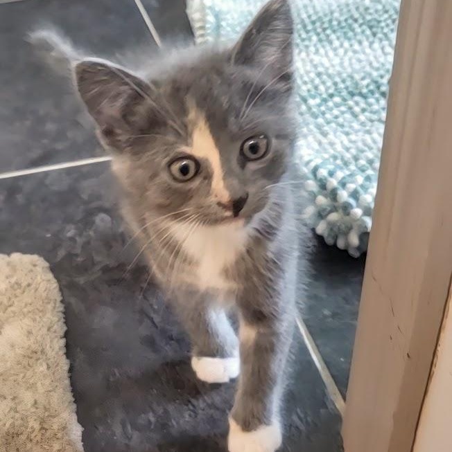 Odett, adopted, Kitten Female Dilute Calico.