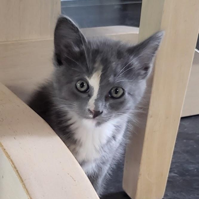 Enlarge Odett, an adopted Dilute Calico in Minneapolis, MN image 2/3