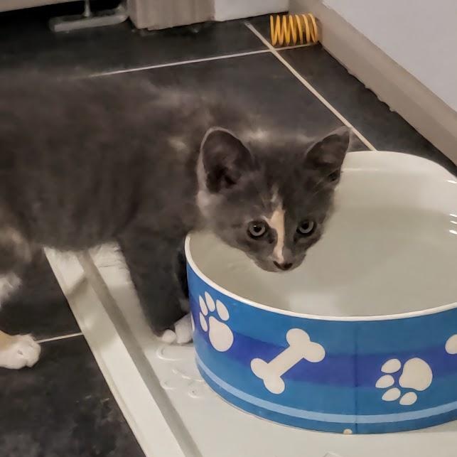 Enlarge Odett, an adopted Dilute Calico in Minneapolis, MN image 3/3