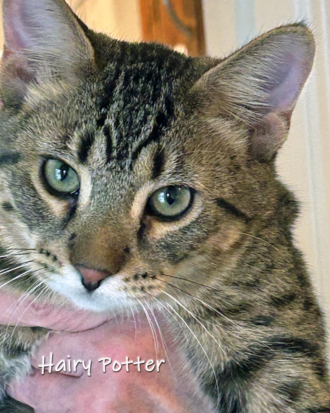 Enlarge Hairy Potter, a Adoptable Domestic Short Hair in Chicago, IL image 2/3