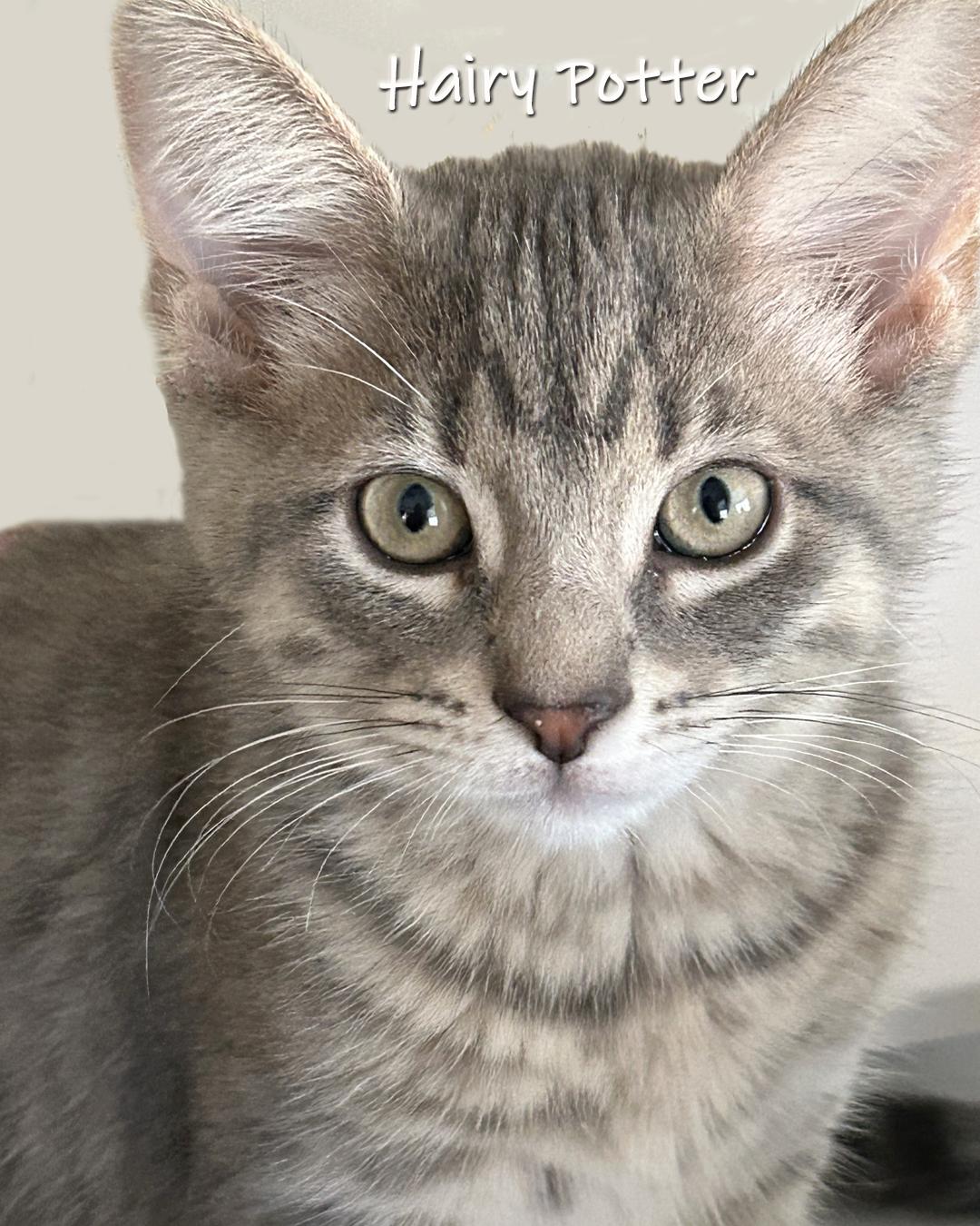 Enlarge Hairy Potter, a Adoptable Domestic Short Hair in Chicago, IL image 1/3