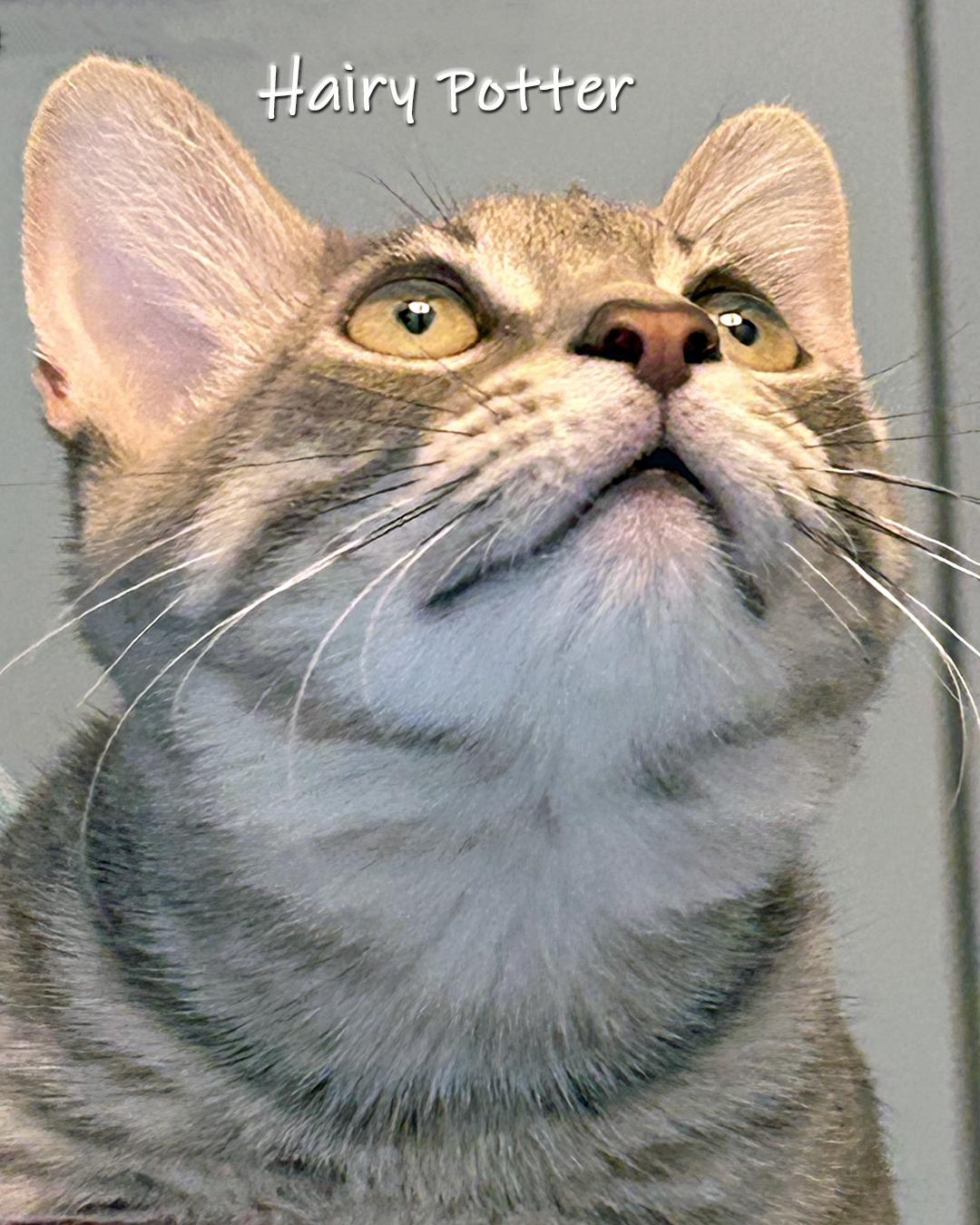 Hairy Potter, Adoptable, Young Male Domestic Short Hair.