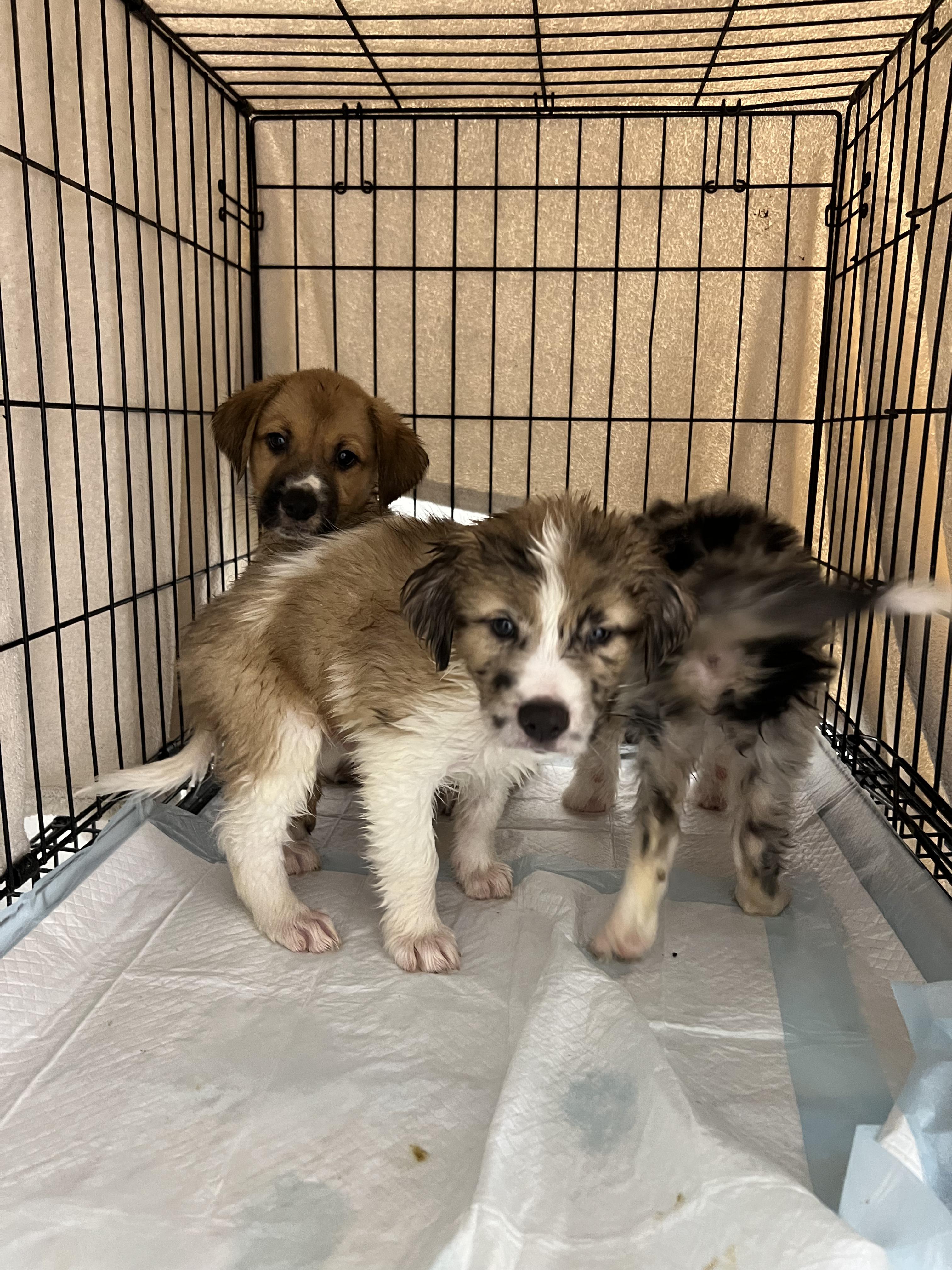 Enlarge Winston, an adopted mixed breed in Vail, CO image 2/3