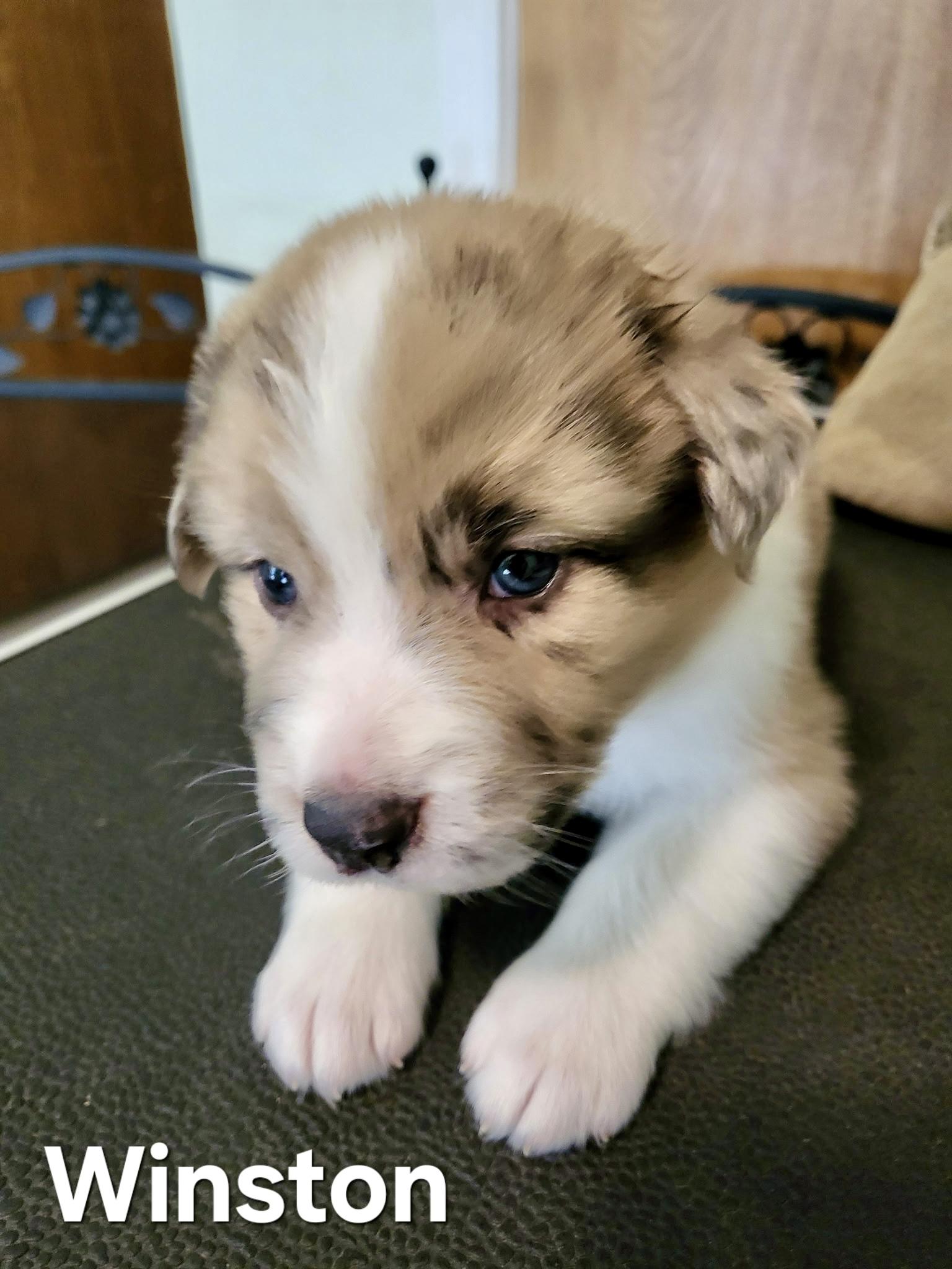 Winston, adopted, Puppy Male Australian Shepherd & Poodle.