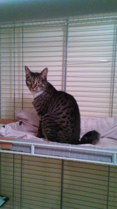 Clyde, a Adoptable mixed breed in New York, NY image 1/6